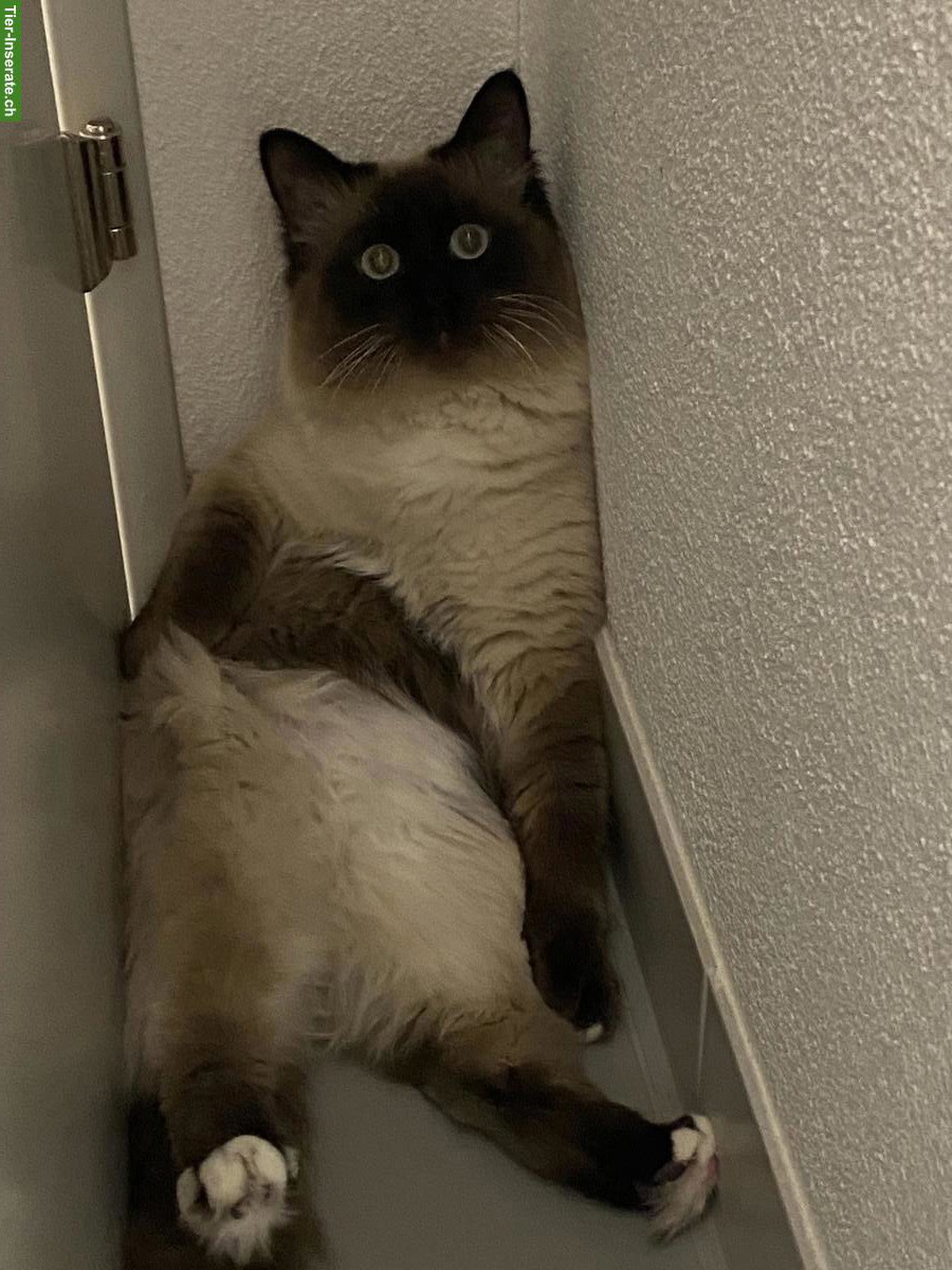 Bild 3: Schöner Birma Deckkater wartet auf weibliche Katzen