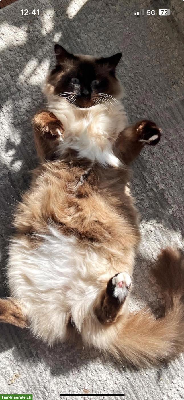 Bild 4: Schöner Birma Deckkater wartet auf weibliche Katzen