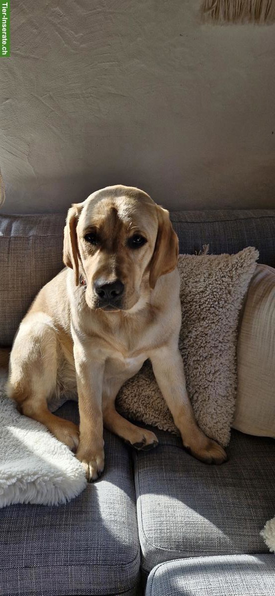 Dogsharing gesucht für unsere Labrador Hündinnen