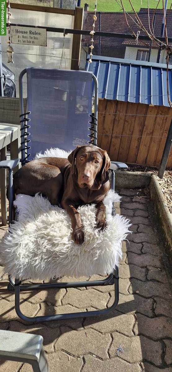 Bild 2: Dogsharing gesucht für unsere Labrador Hündinnen