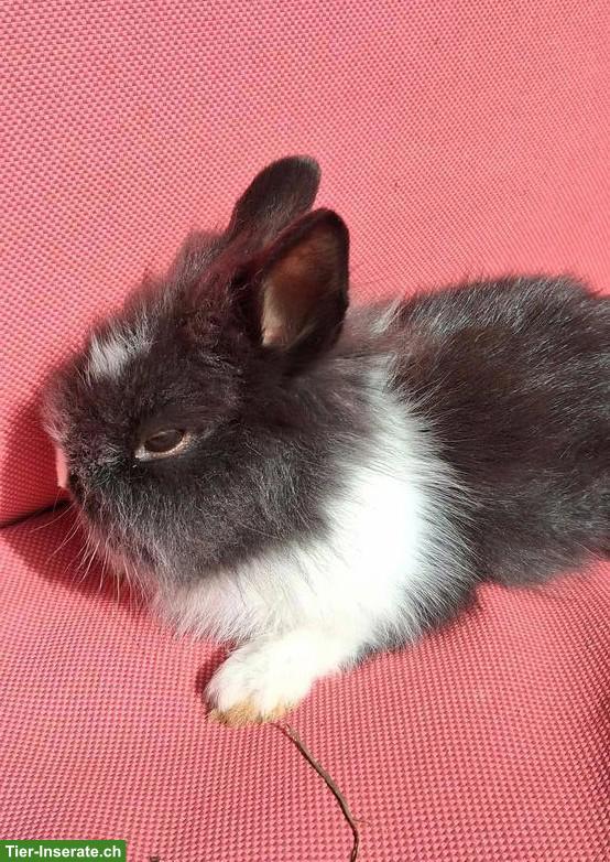 2 Löwenkopf Zwergkaninchen Böckli suchen neues Zuhause