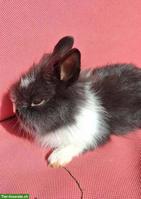 2 süsse Löwenkopf Zwergkaninchen-Böckli suchen neues Zuhause