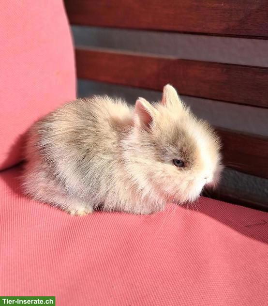Bild 2: 2 Löwenkopf Zwergkaninchen Böckli suchen neues Zuhause
