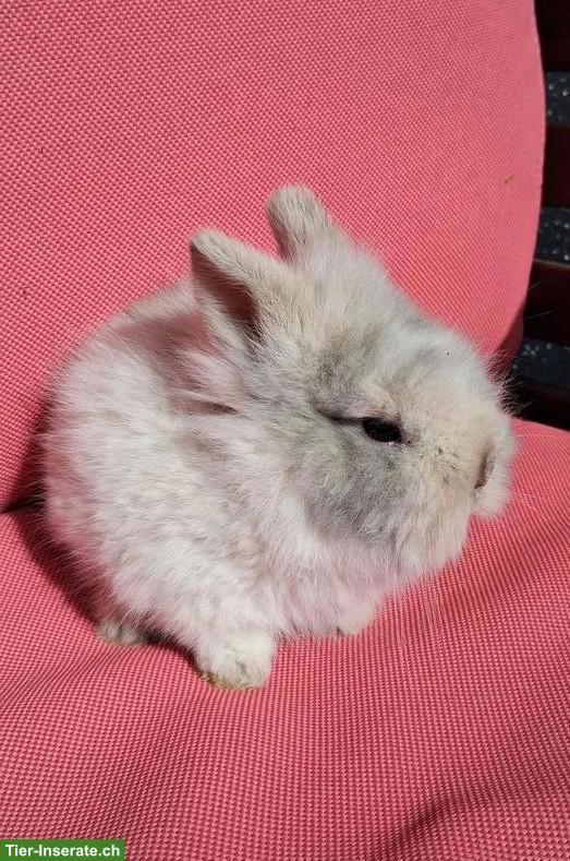 Bild 3: 2 Löwenkopf Zwergkaninchen Böckli suchen neues Zuhause