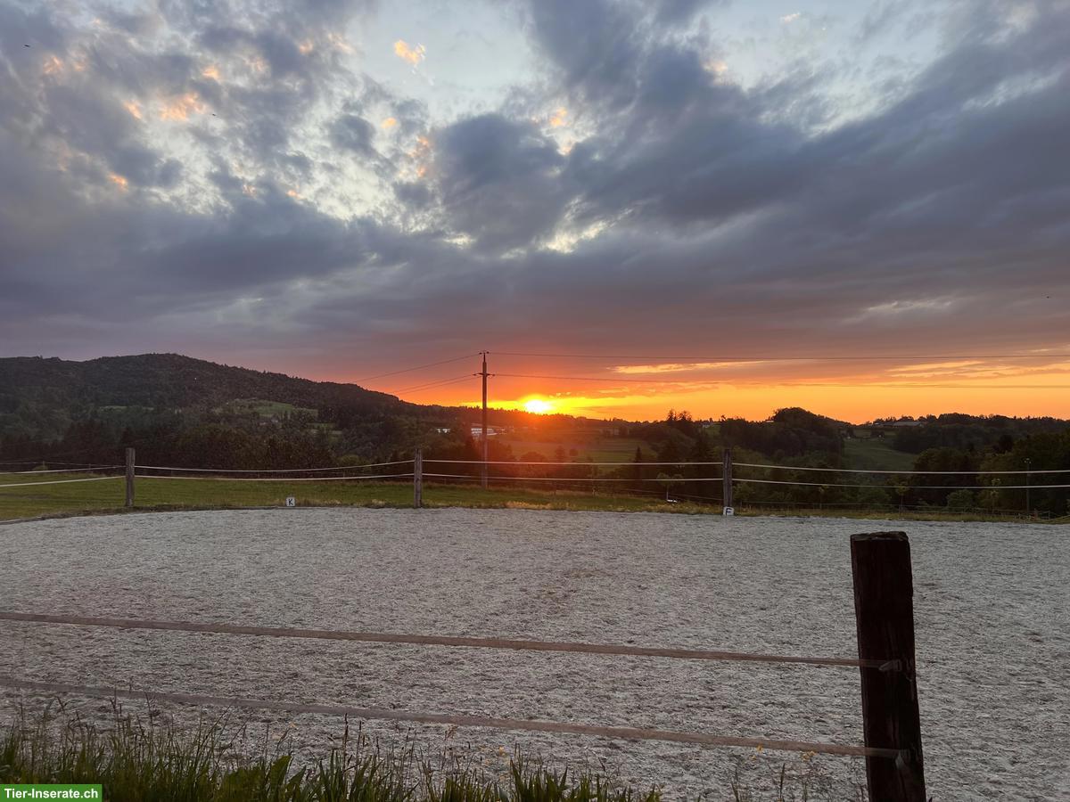 Grosszügige helle Pferdeboxe mit Auslauf in Wittenbach SG