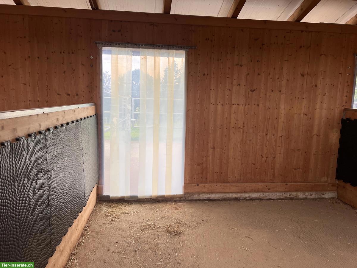 Bild 2: Grosszügige helle Pferdeboxe mit Auslauf in Wittenbach SG