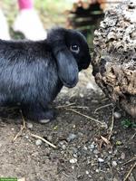 Zwergwidder Kaninchen Paar sucht dringend neues Zuhause