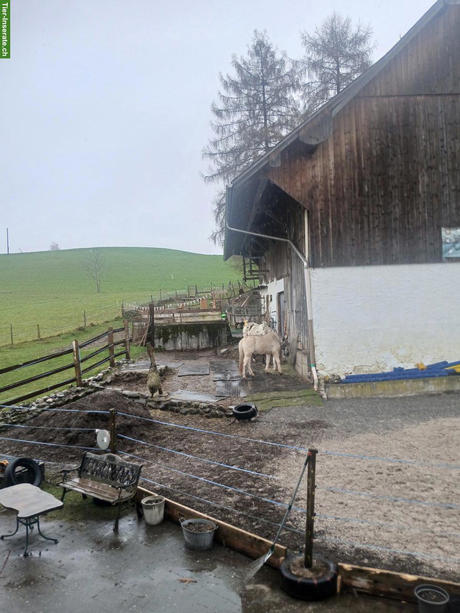 Offenstallplatz frei in Schönenberg ZH für Kleinpferde