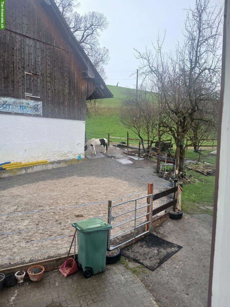 Bild 2: Offenstallplatz frei in Schönenberg ZH für Kleinpferde