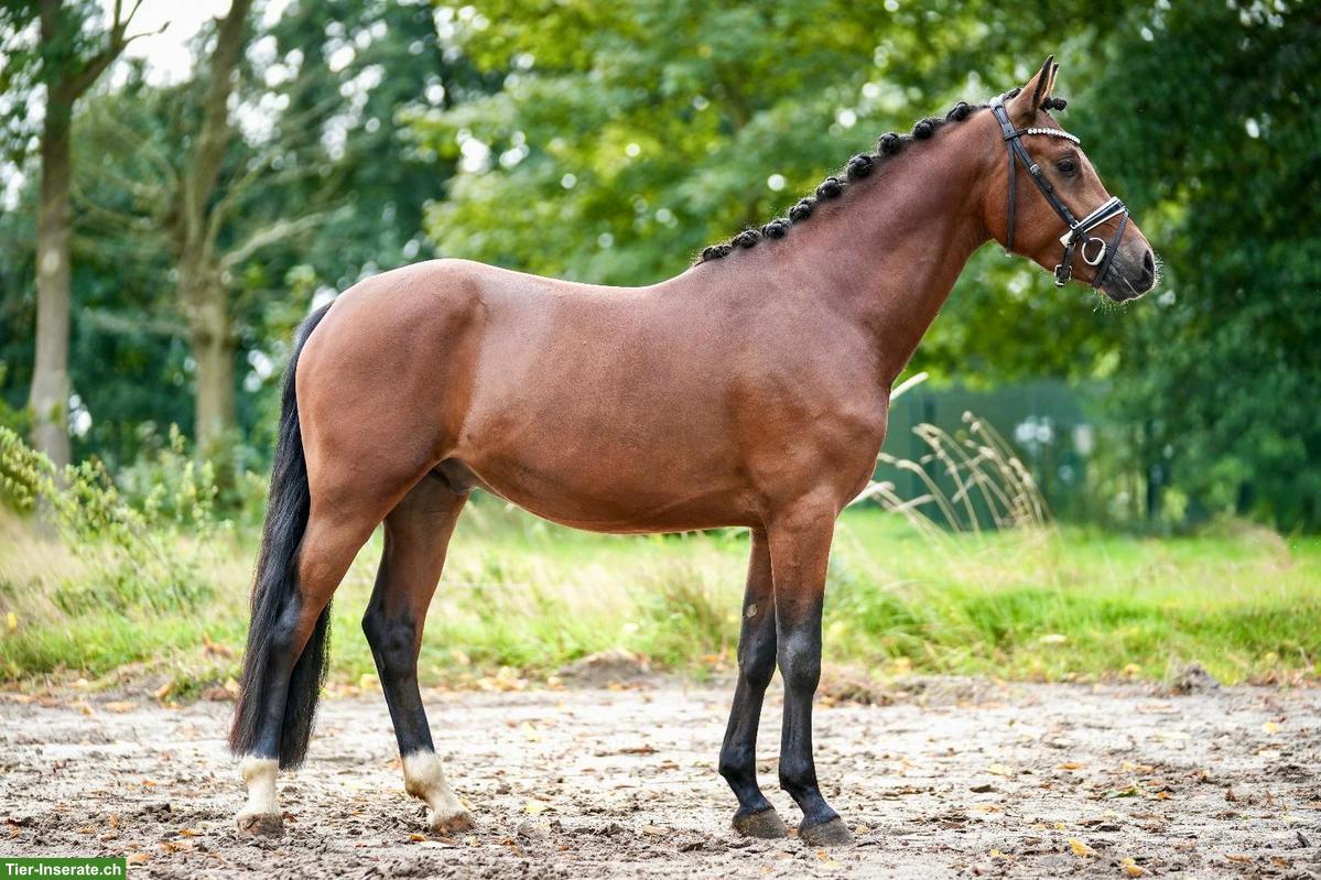 Deutsches Reitpony, Wallach, 147cm, für Sport & Freizeit