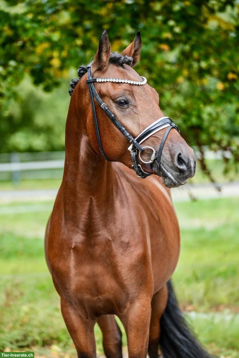 Bild 2: Deutsches Reitpony, Wallach, 147cm, für Sport & Freizeit