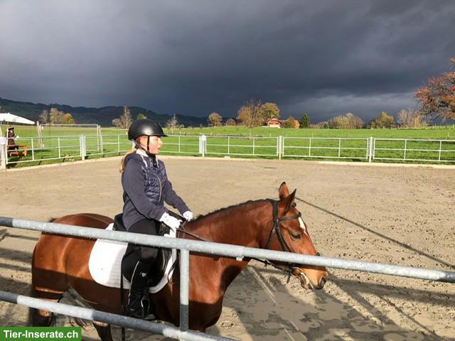 Bild 2: Reitbeteiligung gesucht, Umgebung Thierachern BE