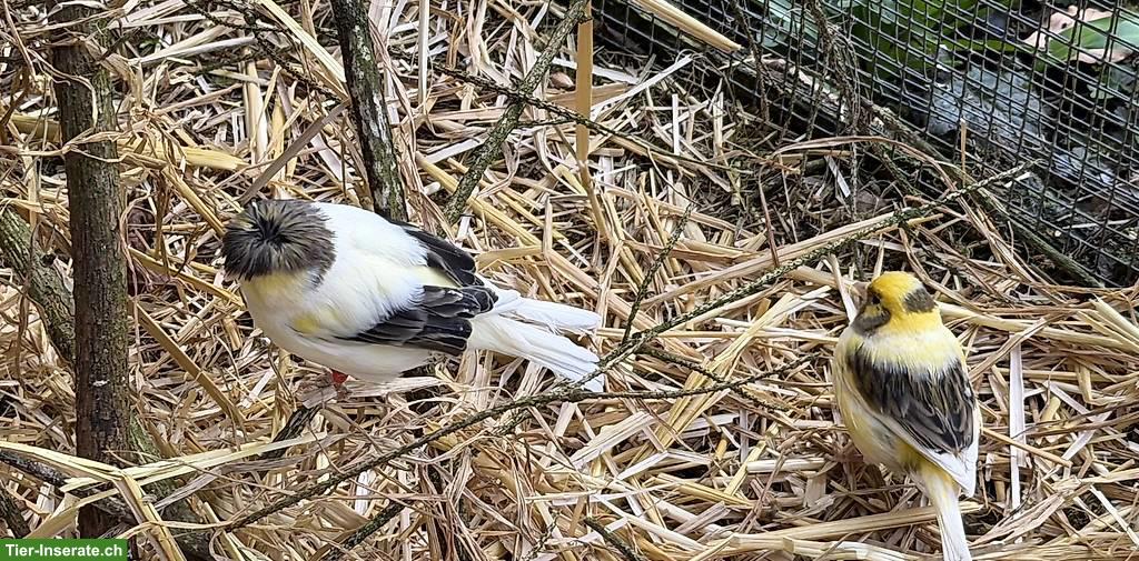 Kanarienvögel Fife-Gloster & Zebrafinken