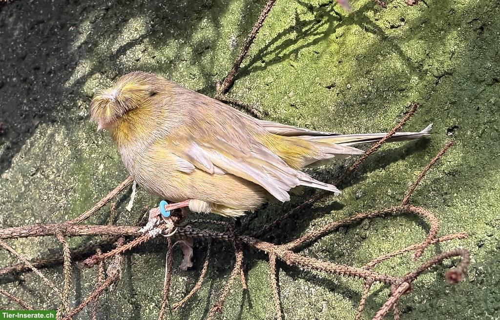 Bild 2: Kanarienvögel Fife-Gloster & Zebrafinken