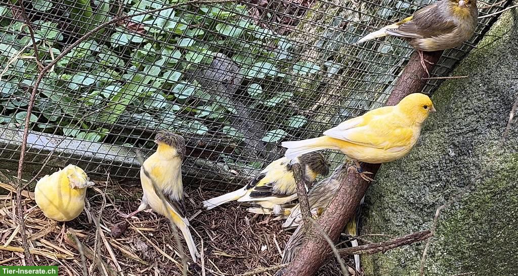 Bild 3: Kanarienvögel Fife-Gloster & Zebrafinken