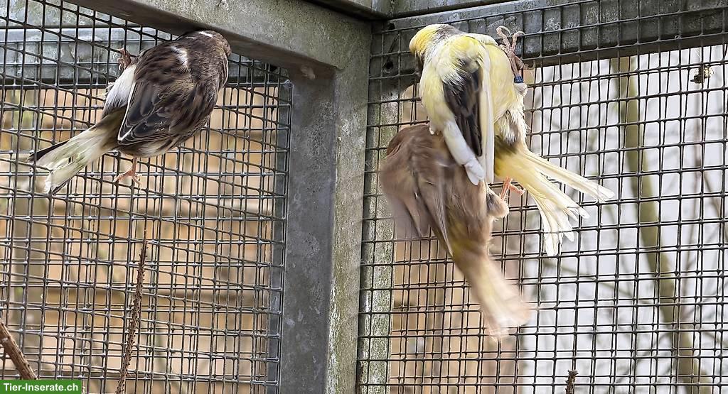 Bild 4: Kanarienvögel Fife-Gloster & Zebrafinken