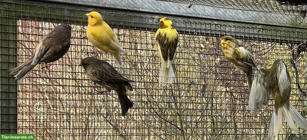 Bild 5: Kanarienvögel Fife-Gloster & Zebrafinken
