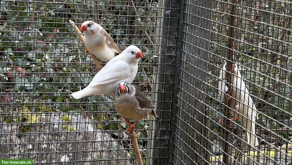 Bild 6: Kanarienvögel Fife-Gloster & Zebrafinken