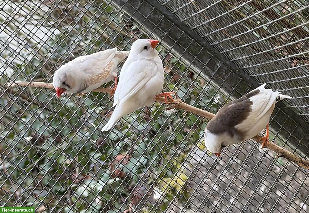 Bild 7: Kanarienvögel Fife-Gloster & Zebrafinken