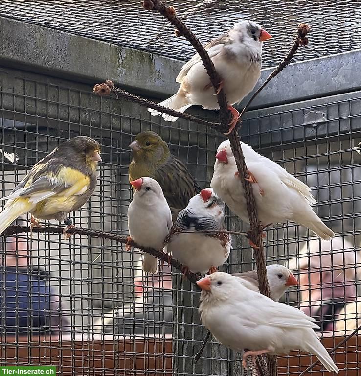 Bild 8: Kanarienvögel Fife-Gloster & Zebrafinken