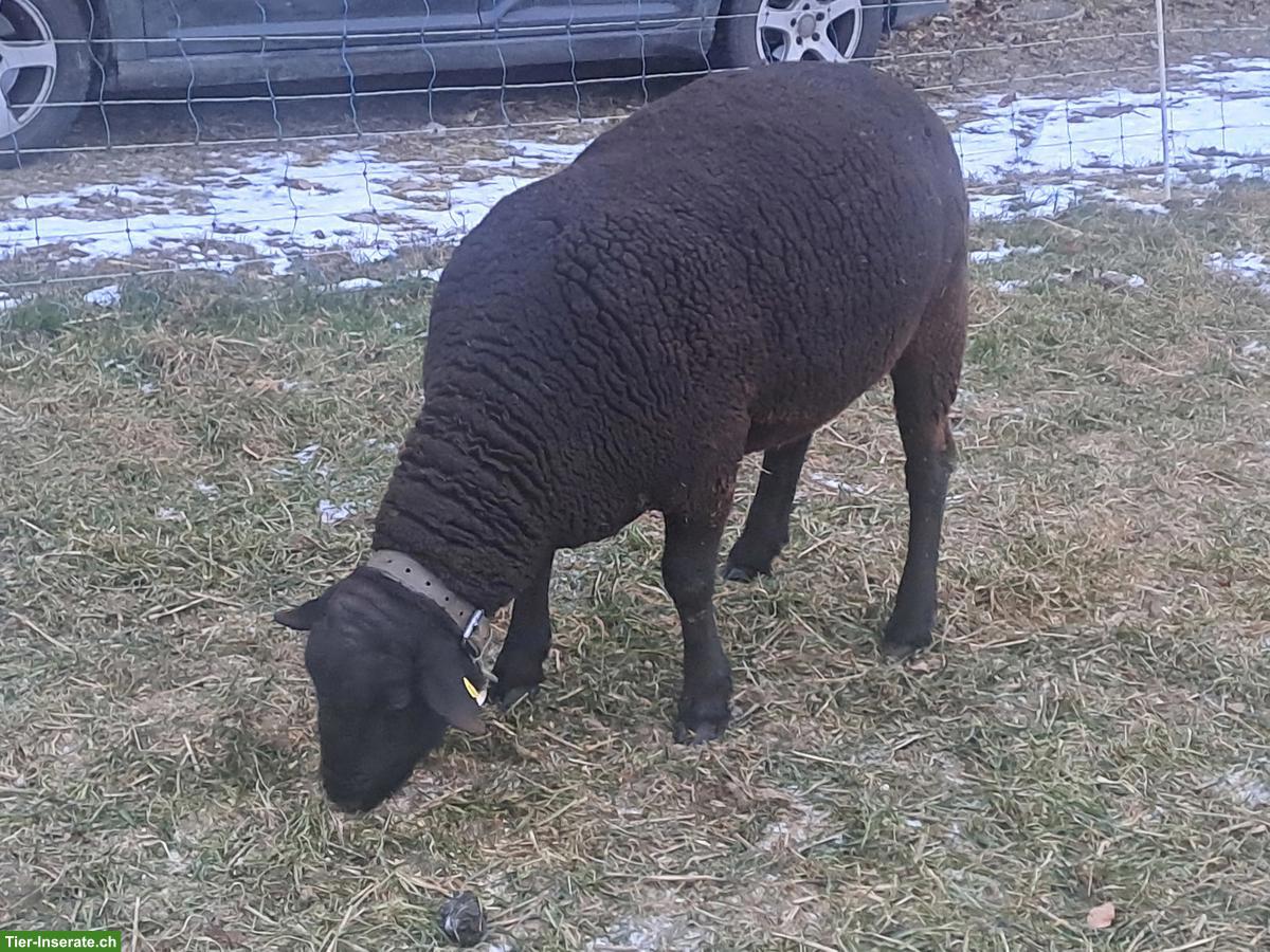 Schöner SBS Zuchtbock zu verkaufen