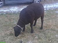 Schöner SBS Zuchtbock zu verkaufen