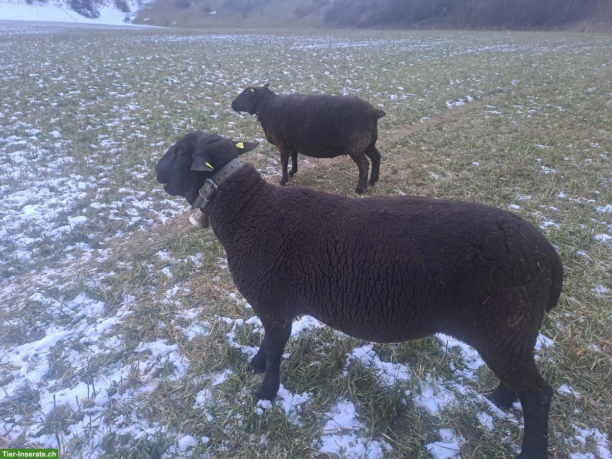 Bild 2: Schöner SBS Zuchtbock zu verkaufen