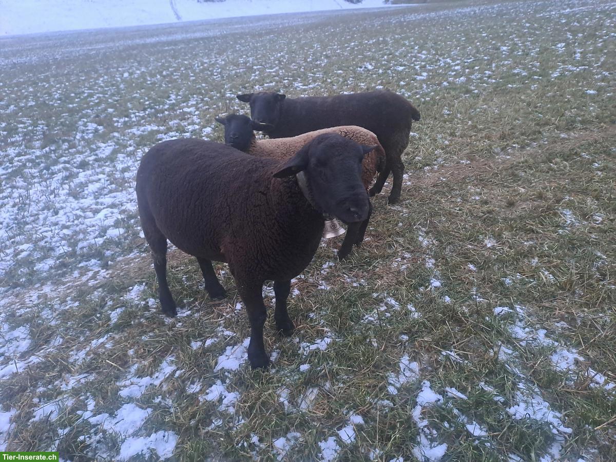 Bild 3: Schöner SBS Zuchtbock zu verkaufen