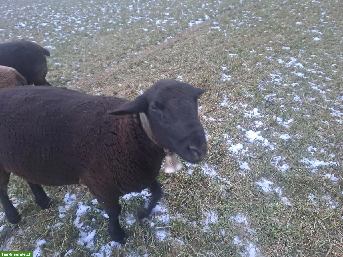 Bild 4: Schöner SBS Zuchtbock zu verkaufen