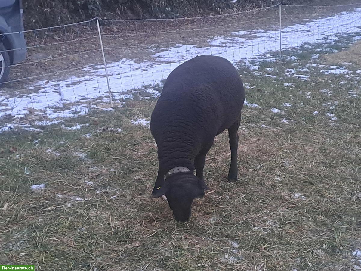 Bild 5: Schöner SBS Zuchtbock zu verkaufen
