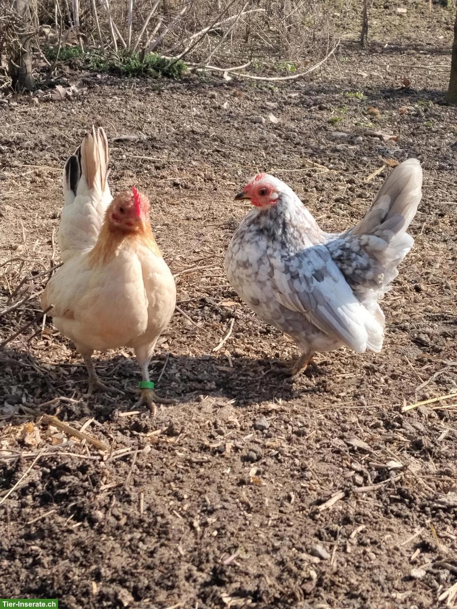 Bruteier Serama Zwerghühner zu verkaufen