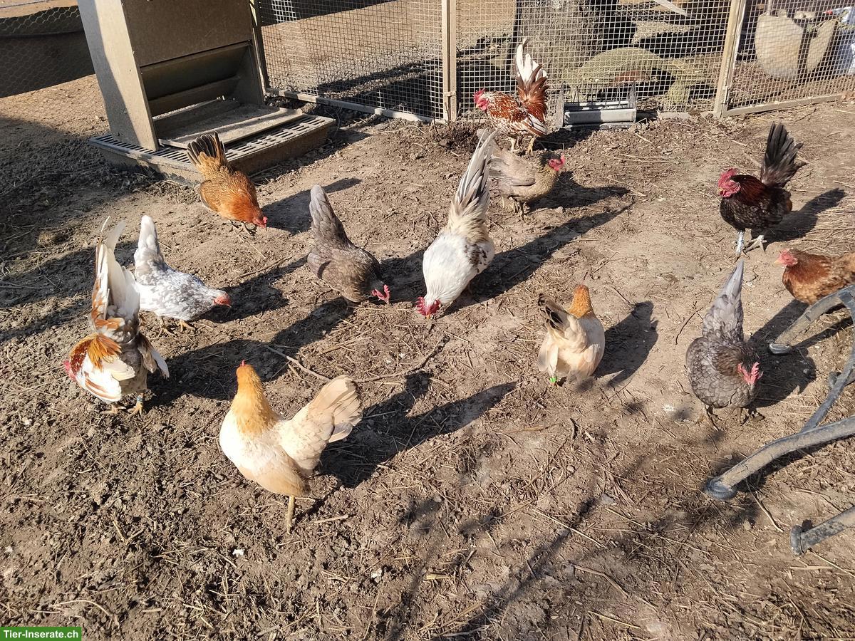 Bild 2: Bruteier Serama Zwerghühner zu verkaufen