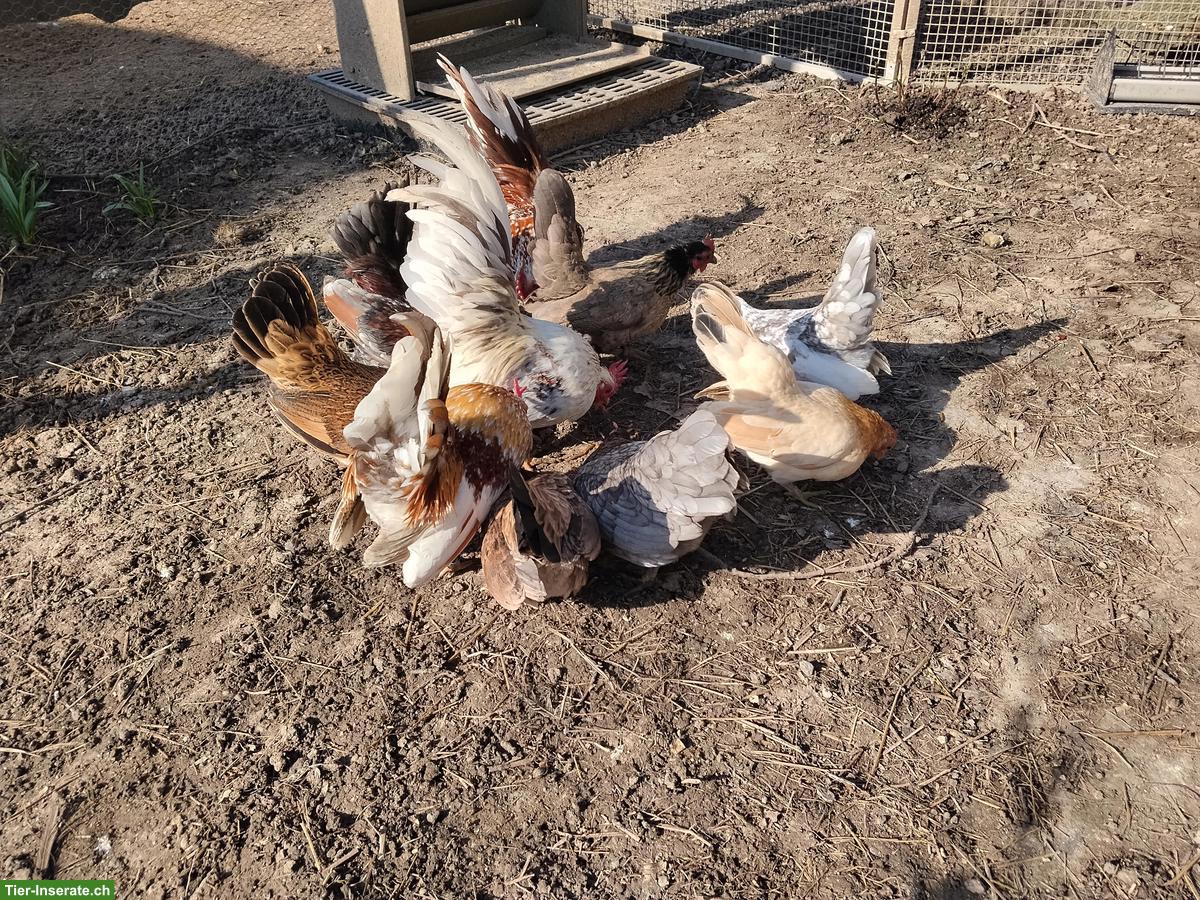 Bild 3: Bruteier Serama Zwerghühner zu verkaufen