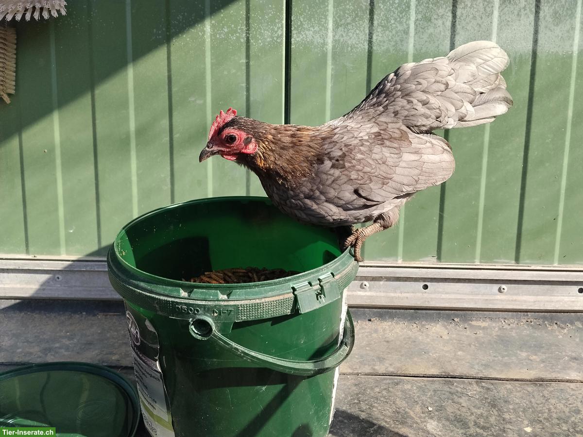 Bild 4: Bruteier Serama Zwerghühner zu verkaufen