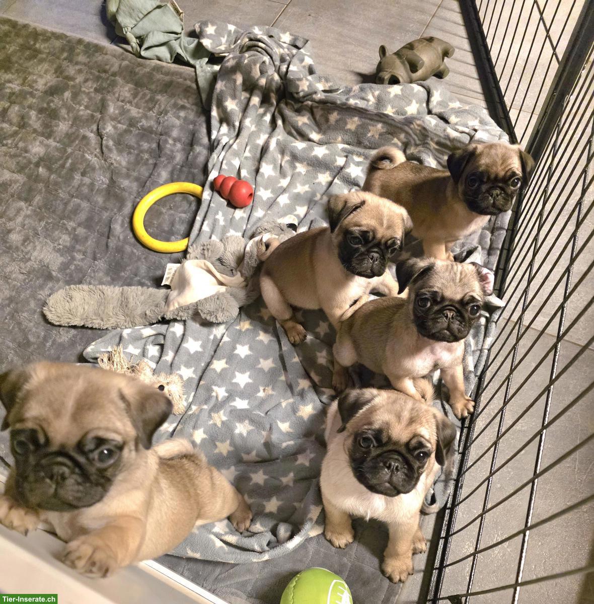 Mops Welpen, Rüden, mit Stammbaum