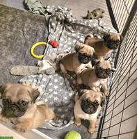 Mops Welpen, Rüden, mit Stammbaum