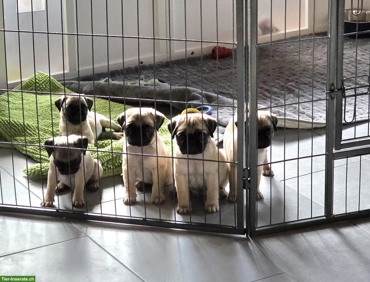 Bild 2: Mops Welpen, Rüden, mit Stammbaum