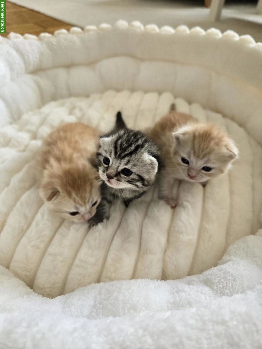 Bild 2: BKH Kitten, Britisch Kurzhaar Katzen