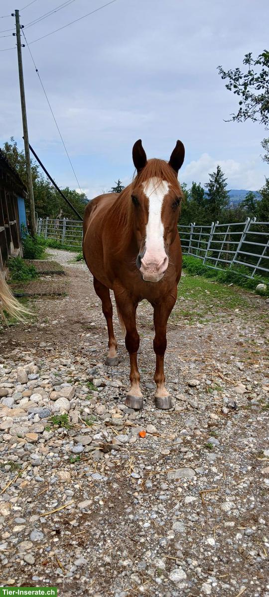 Bild 3: Menschenbezogener Araber/Berber Wallach sucht ein Zuhause