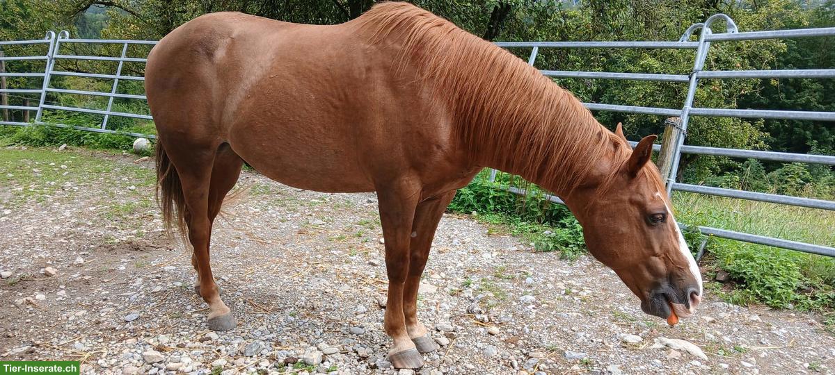 Bild 4: Menschenbezogener Araber/Berber Wallach sucht ein Zuhause