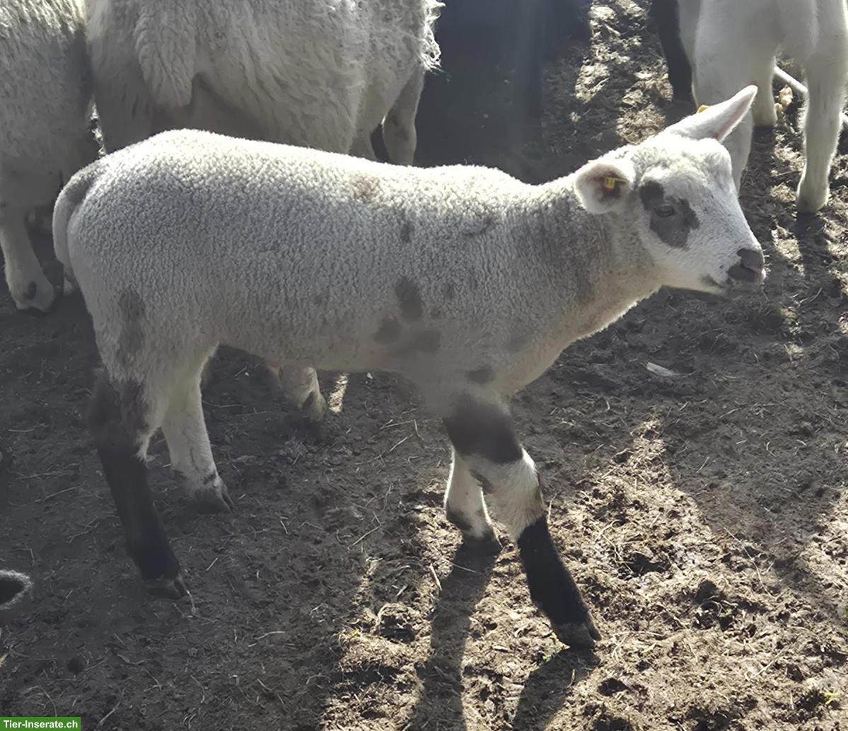 Texelschaf-Mix, Jungbock zu verkaufen