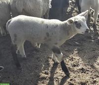 Texelschaf-Mix, Jungbock zu verkaufen