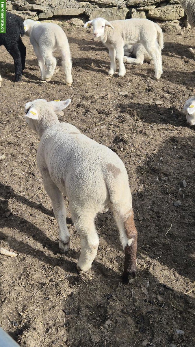 Bild 2: Texelschaf-Mix, Jungbock zu verkaufen