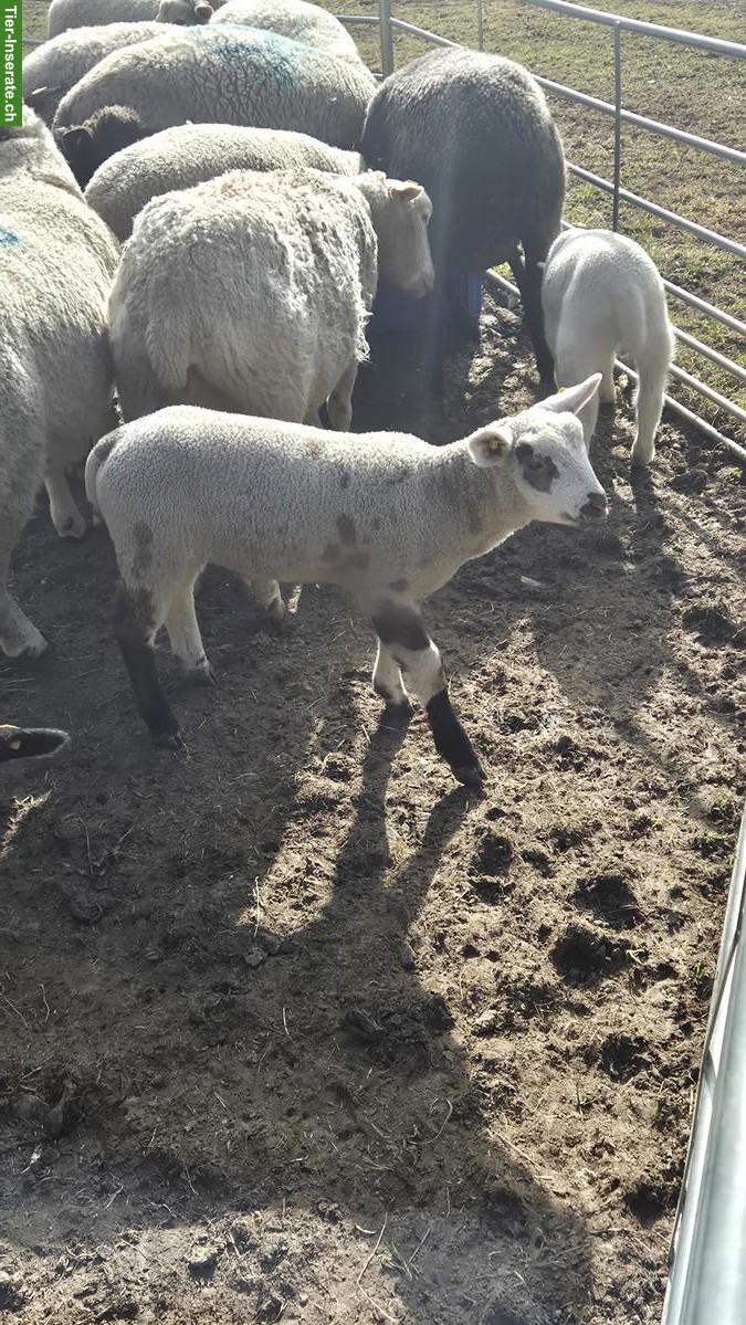 Bild 3: Texelschaf-Mix, Jungbock zu verkaufen