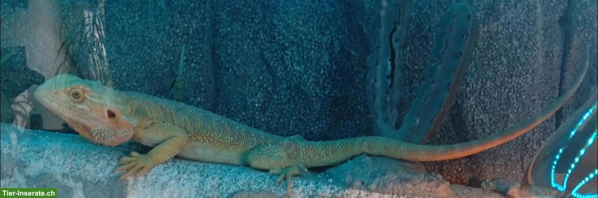 Männlicher Bartagame GESUCHT für Bartagamen Weibchen