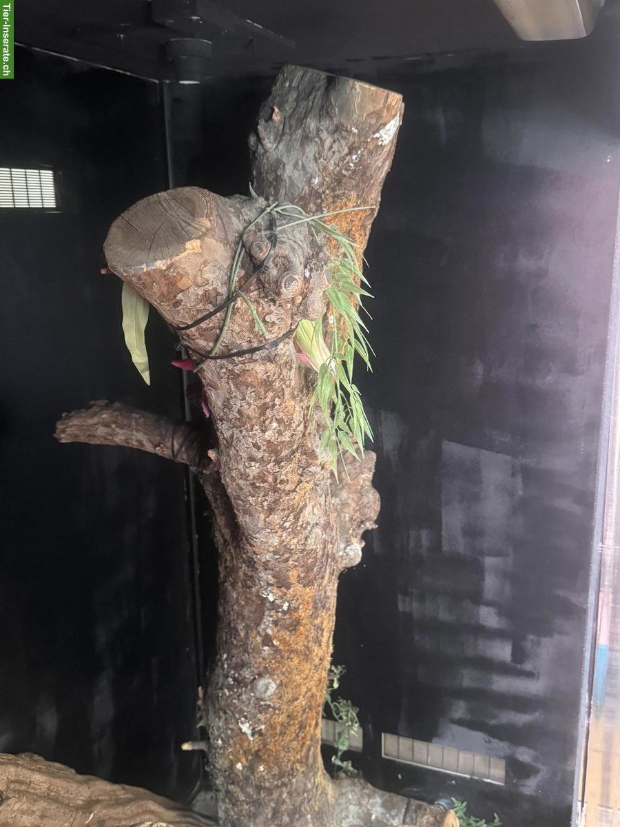 Bild 2: Grosses Terrarium zu verkaufen