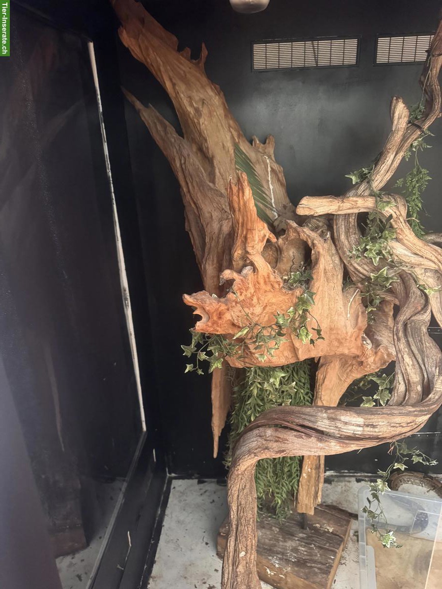 Bild 3: Grosses Terrarium zu verkaufen