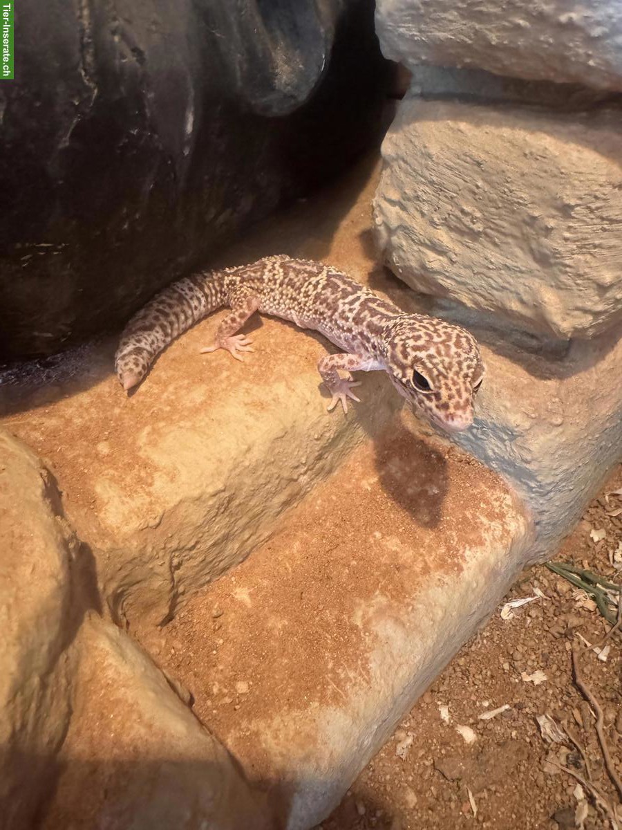 4 Leopardgeckos suchen ihr Zuhause