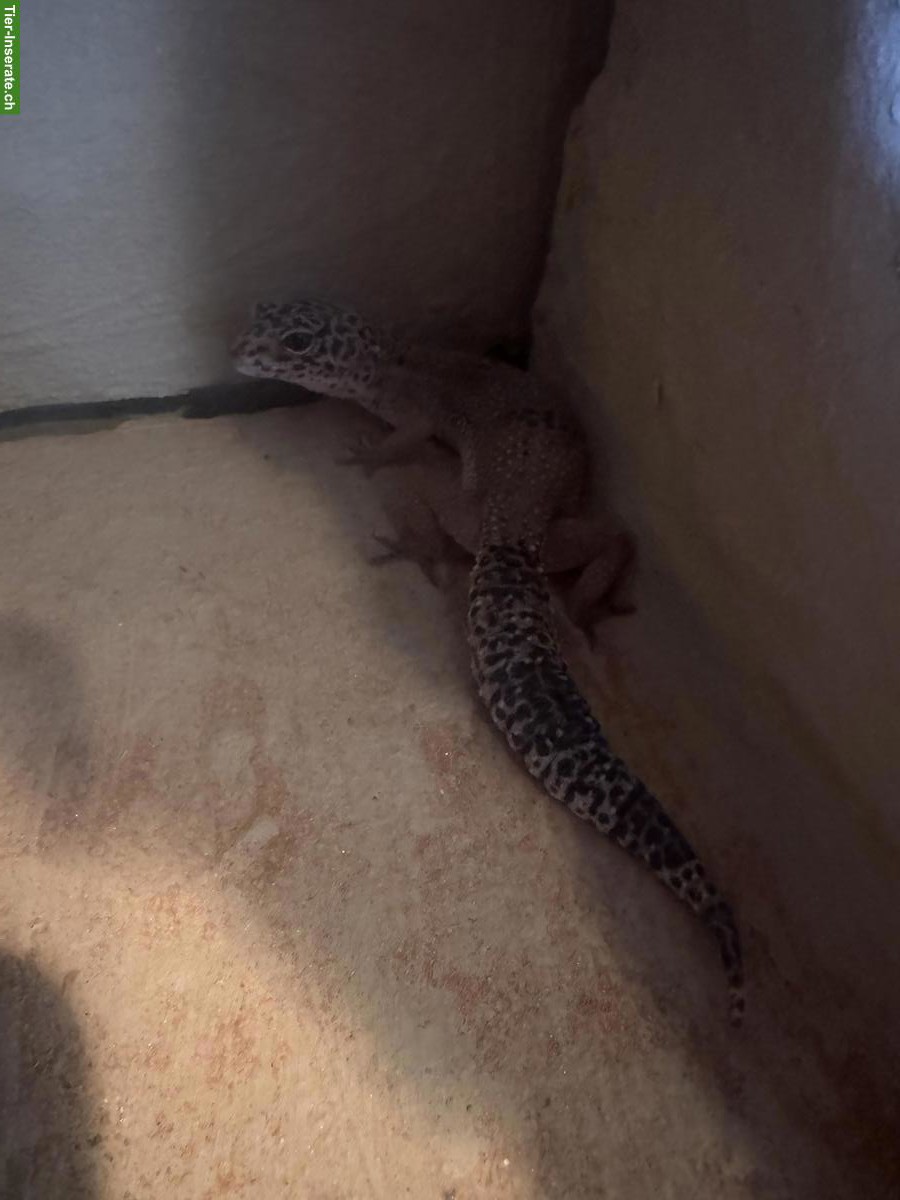 Bild 2: 4 Leopardgeckos suchen ihr Zuhause