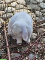 Weisser Zwergwidder Rammler sucht Häsin